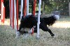  - Stage de perfectionnement Agility ! 