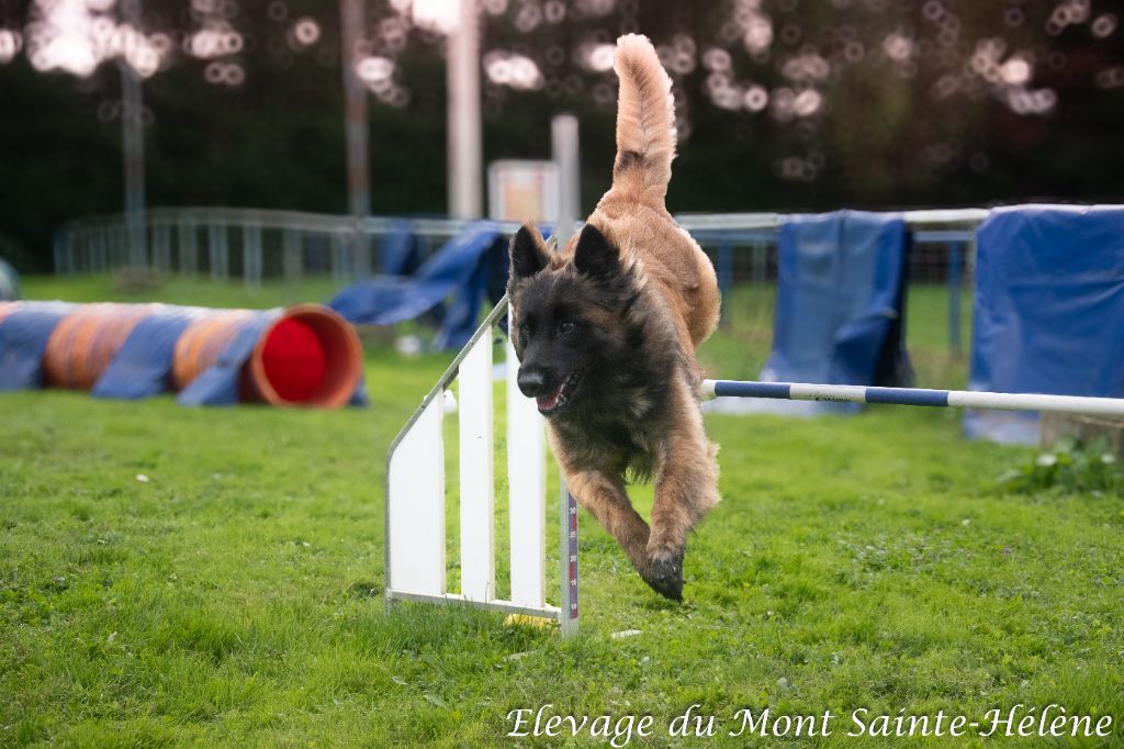 Stage Agility 2024 au profit de l'équipe de France.