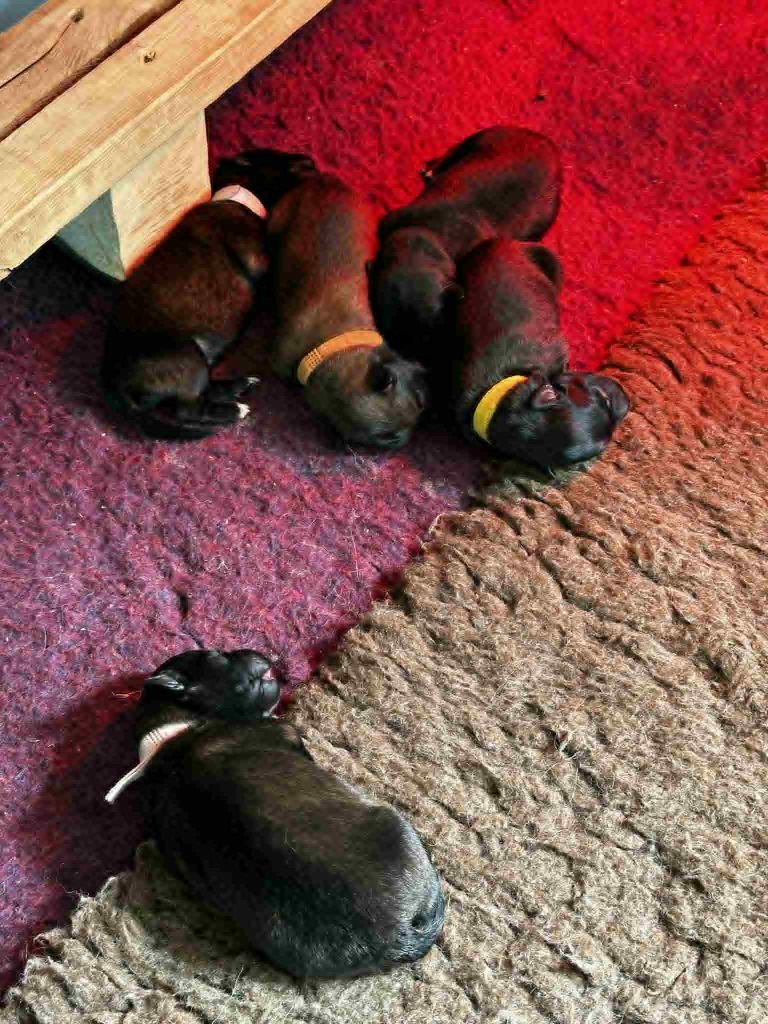 Chiot Berger Belge Du Mont Sainte-Hélène