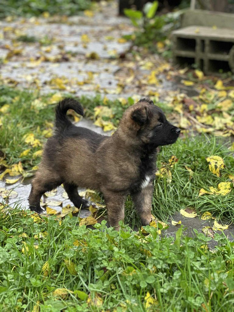 Du Mont Sainte-Hélène - Chiots disponibles - Berger Belge